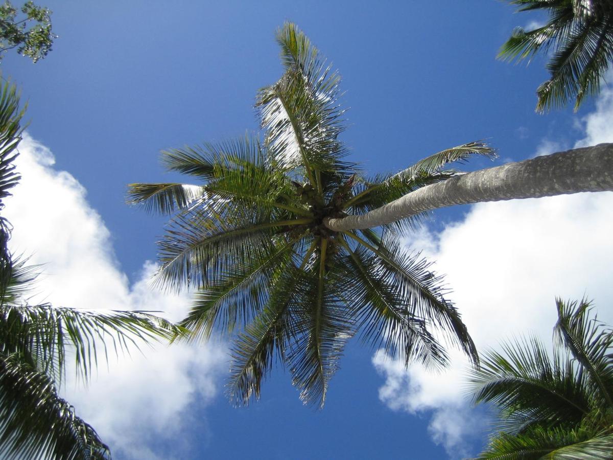Palm-Covered House In The Tropical -Casa Oli Las Galeras Bagian luar foto